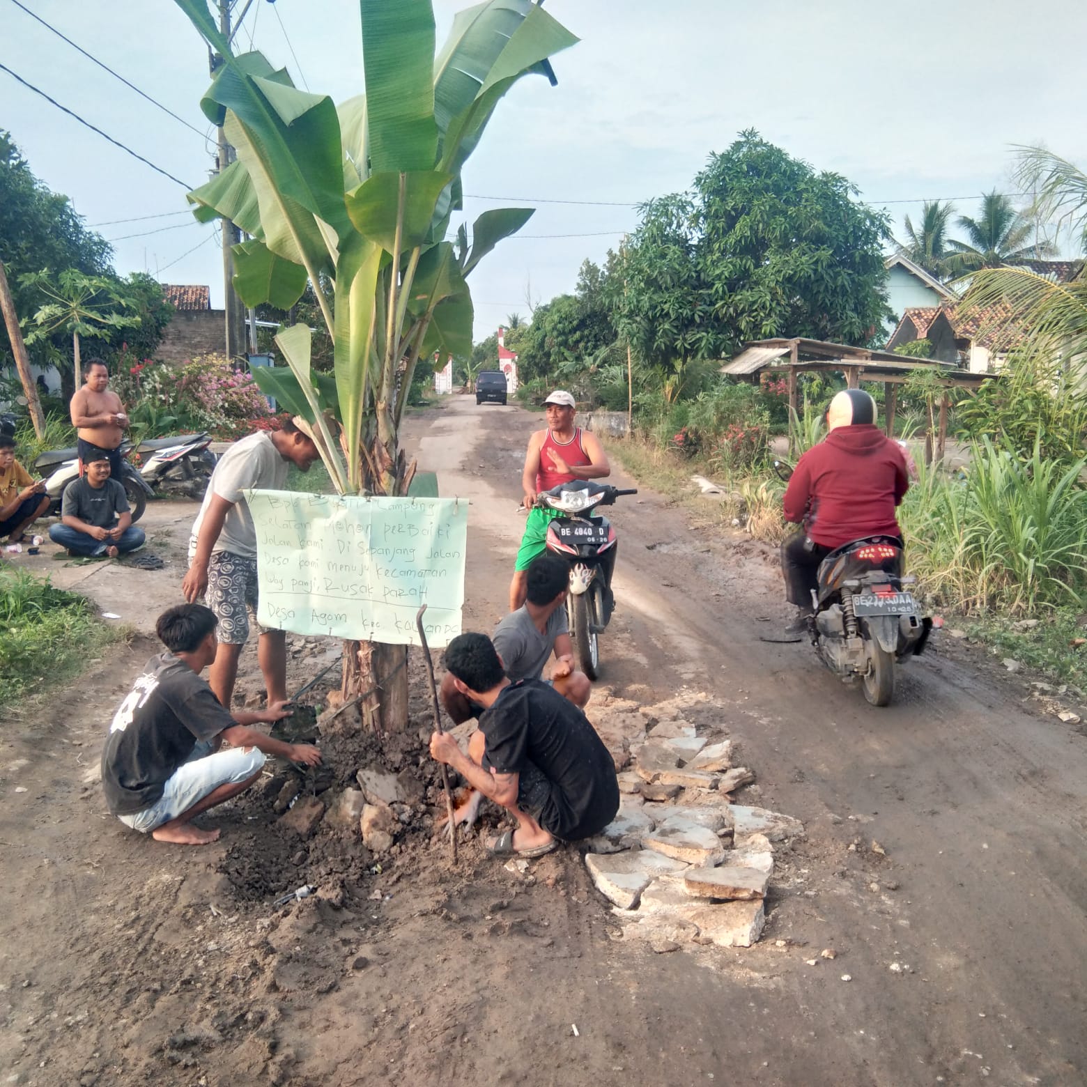 Kesal Tak Kunjung Diperbaiki Warga Agom Tanam Pohon Pisang Dijalan